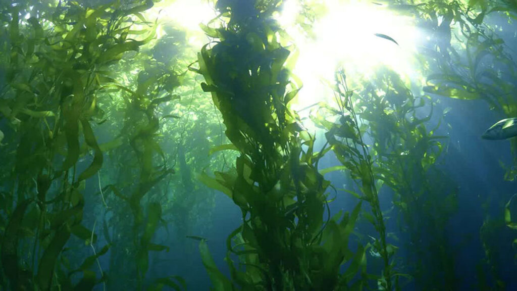 کود جلبک دریایی برای گیاهان آپارتمانی