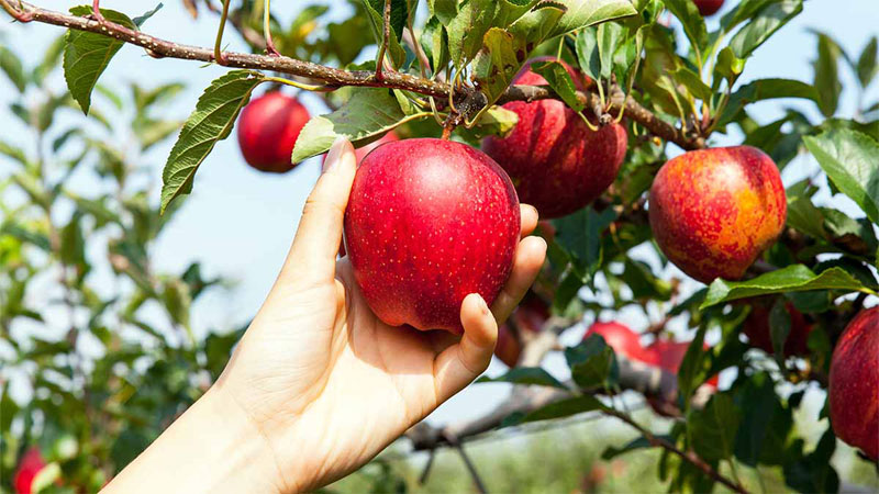 عناصر غذایی مورد نیاز درخت سیب