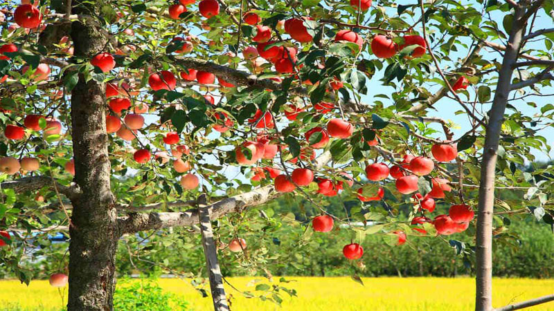 بهترین کودها برای درختان سیب
