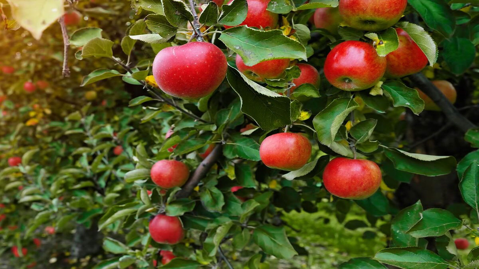 بهترین کود برای درخت سیب - کوددهی درخت سیب چگونه و در چه زمانی است؟