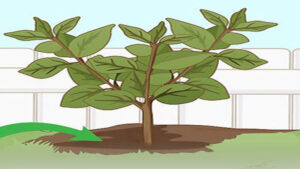خاک مناسب برای درخت خرمالو