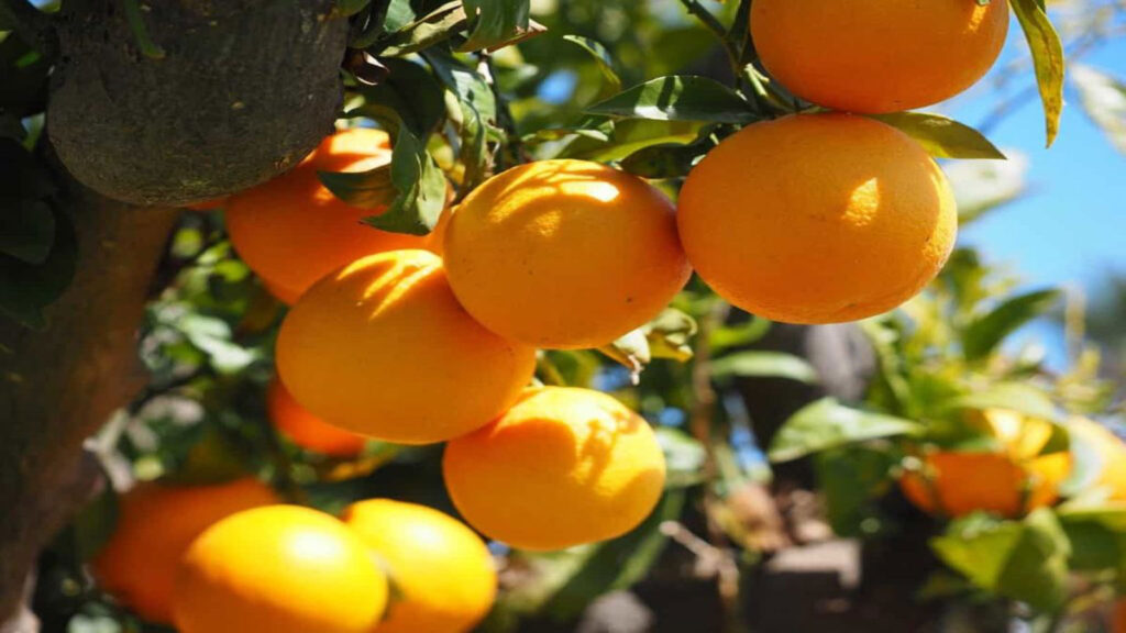 کود برای درخت پرتقال