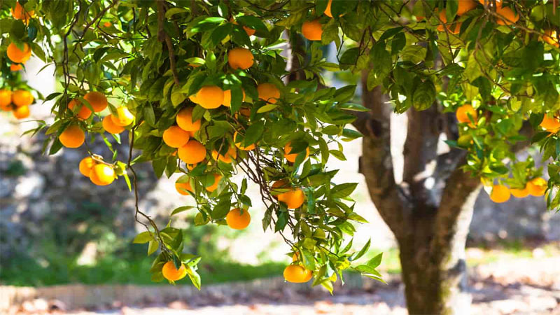 عوامل موثر بر رشد درخت پرتقال