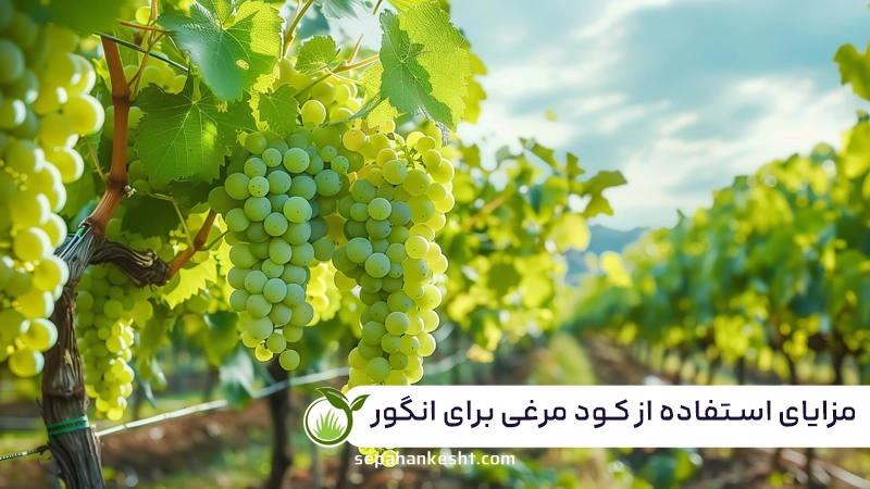 کود مرغی برای انگور؛ محرک رشد، افزایش باردهی و بهبود کیفیت محصول 2 مزایای استفاده از کود مرغی برای انگور