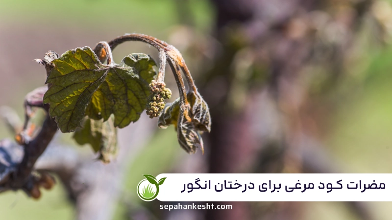 کود مرغی برای انگور؛ محرک رشد، افزایش باردهی و بهبود کیفیت محصول 3 کود مرغی برای انگور؛ محرک رشد، افزایش باردهی و بهبود کیفیت محصول