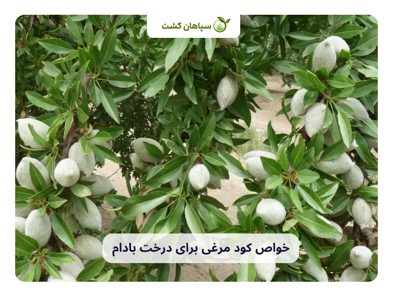 صفر تا صد کود مرغی برای درخت بادام 2 خواص کود مرغی برای درخت بادام