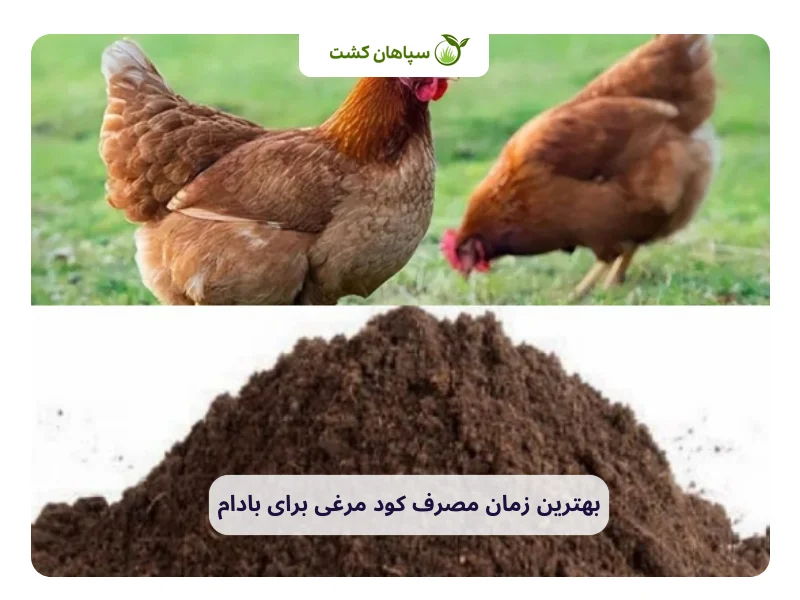 صفر تا صد کود مرغی برای درخت بادام 3 بهترین زمان مصرف کود مرغی برای بادام