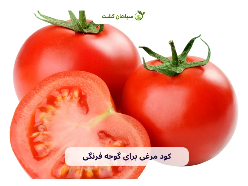 کود مرغی برای گوجه فرنگی