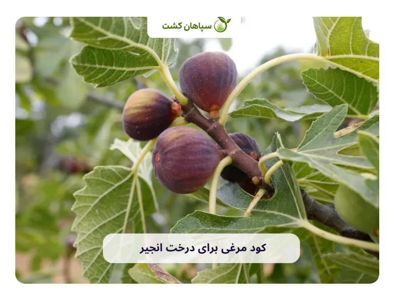 کود مرغی برای درخت انجیر باید چه ویژگی‌هایی داشته باشد؟