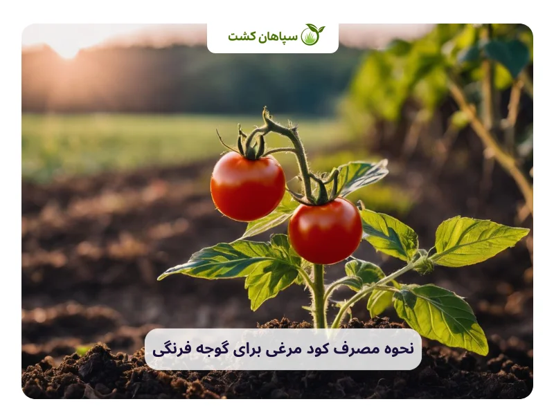 استفاده از کود مرغی برای گوجه فرنگی| دلایل، میزان و نحوه مصرف 2 نحوه مصرف کود مرغی برای گوجه