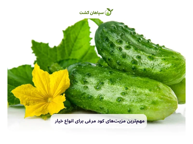 مزیت‌های کود مرغی برای انواع خیار