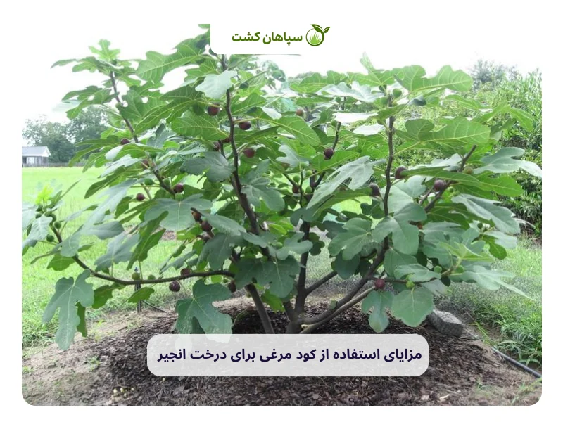 مزایای کود مرغی برای درخت انجیر