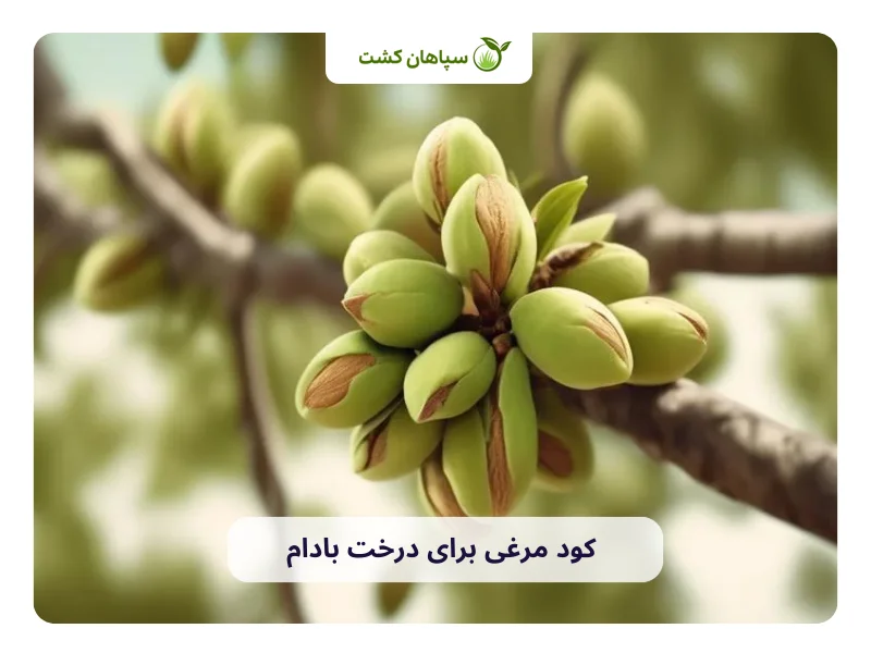 صفر تا صد کود مرغی برای درخت بادام