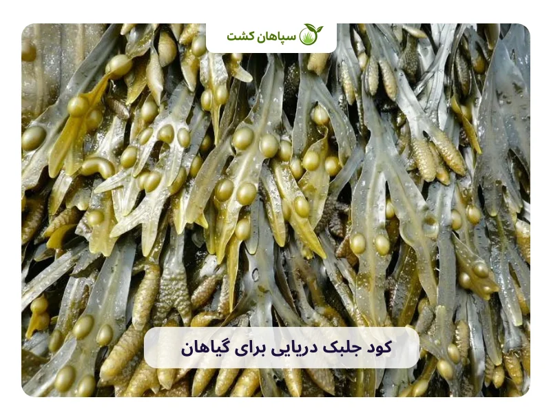 کود جلبک دریایی برای گیاهان
