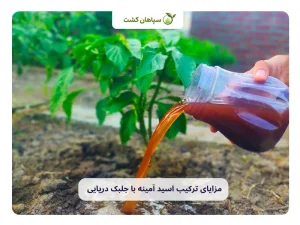 صفحه جایگزین 215 کاربردها و مزایای ترکیب اسید آمینه با جلبک دریایی