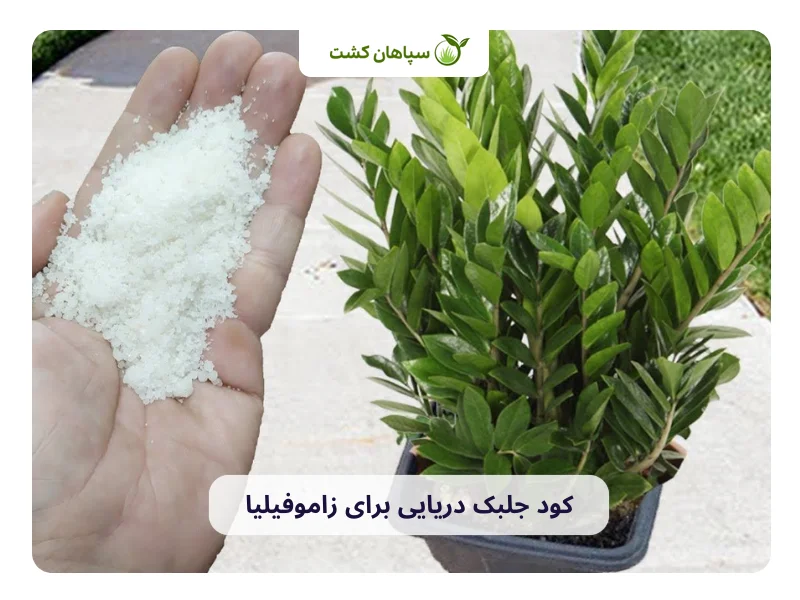 کود جلبک دریایی برای زاموفیلیا