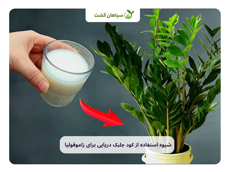 شیوه استفاده از کود جلبک دریایی برای زاموفیلیا