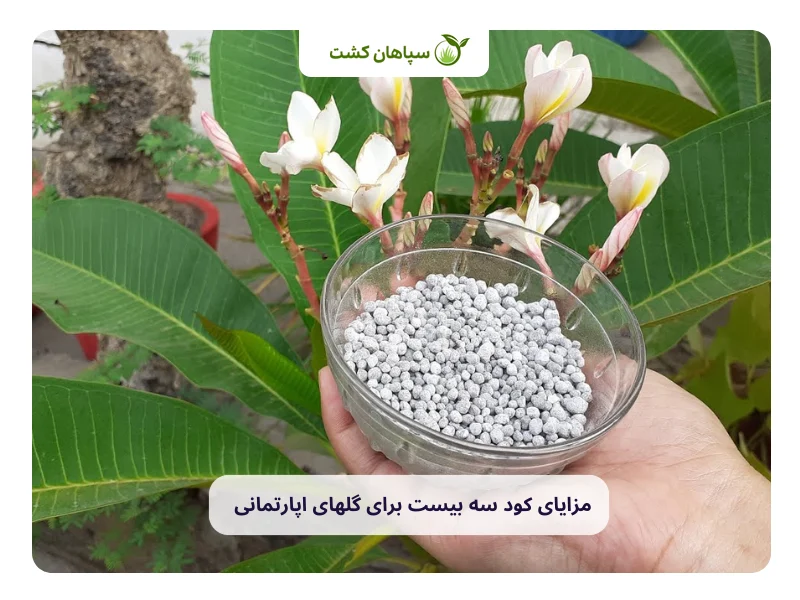 مراحل استفاده از کود سه بیست برای گلهای اپارتمانی 2 مزایای کود سه بیست برای گلهای اپارتمانی