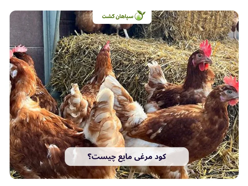 کود مرغی مایع