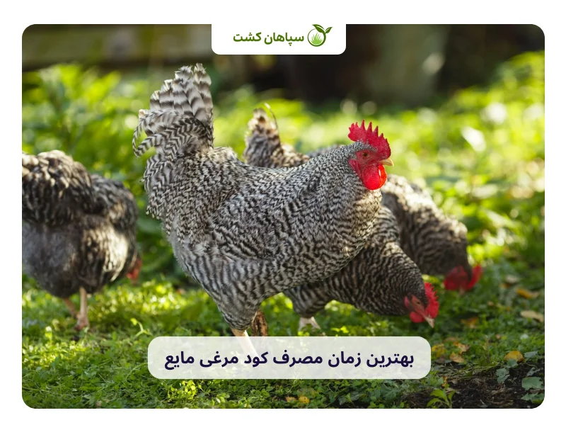 زمان مصرف کود مرغی مایع