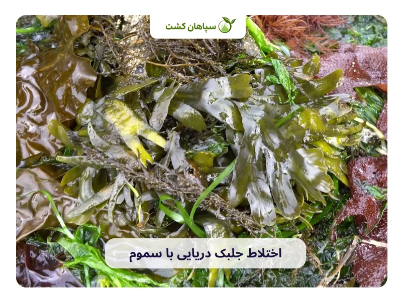 اختلاط جلبک دریایی با سموم