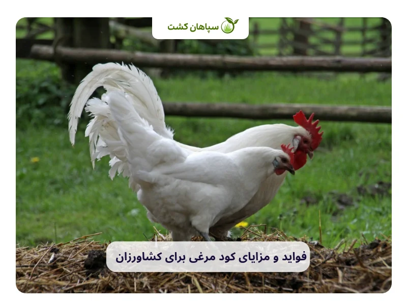فواید و مزایای کود مرغی