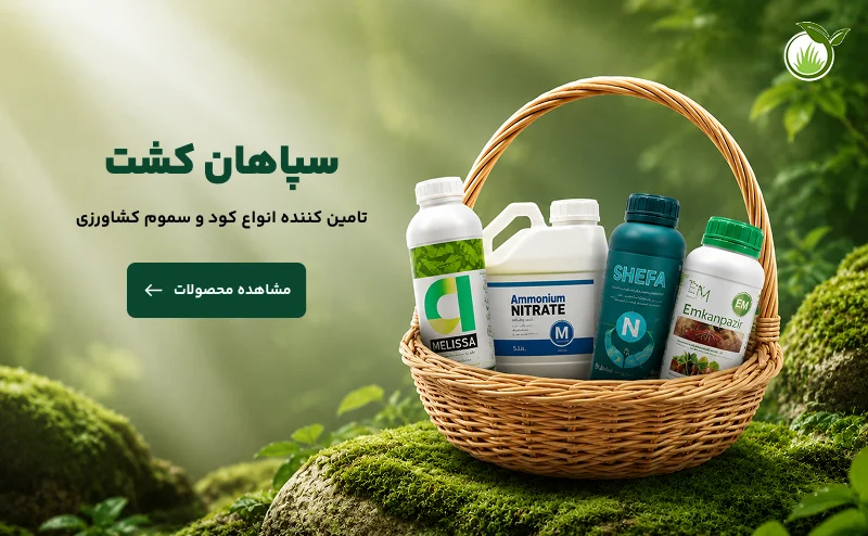صفحه اصلی